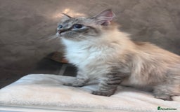 Ragdoll cats for sale: Gorgeous pedigree Ragdoll kittens  - Image 11