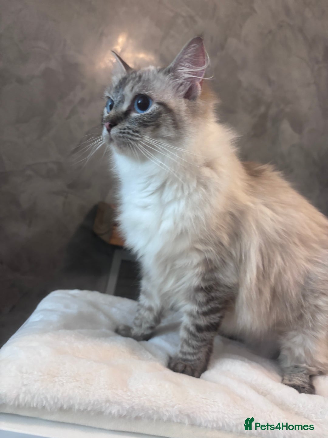 Ragdoll cats for sale: Gorgeous pedigree Ragdoll kittens  - Image 11