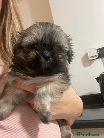 Shih Tzu dogs - Advert 3