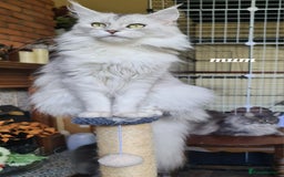 Maine Coon cats for sale: 2 MaineCoon boys - Image 22