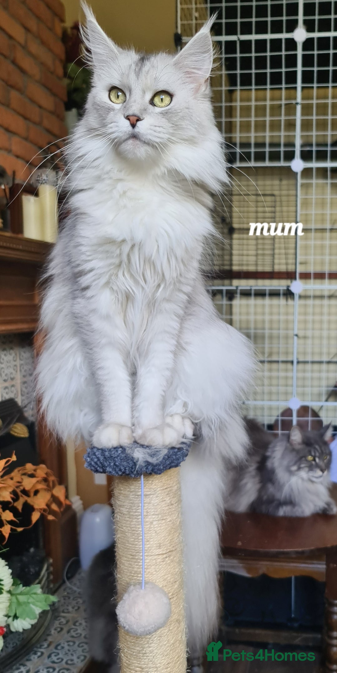 Maine Coon cats for sale: 2 MaineCoon boys - Image 22