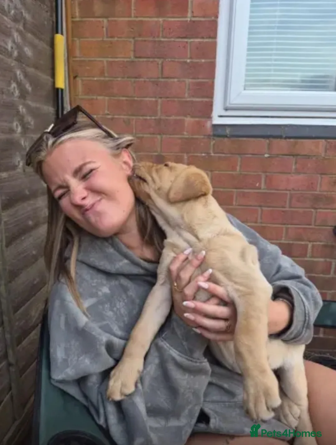 Labrador Retriever dogs for sale: KC reg Working Labrador puppies  - Advert 1