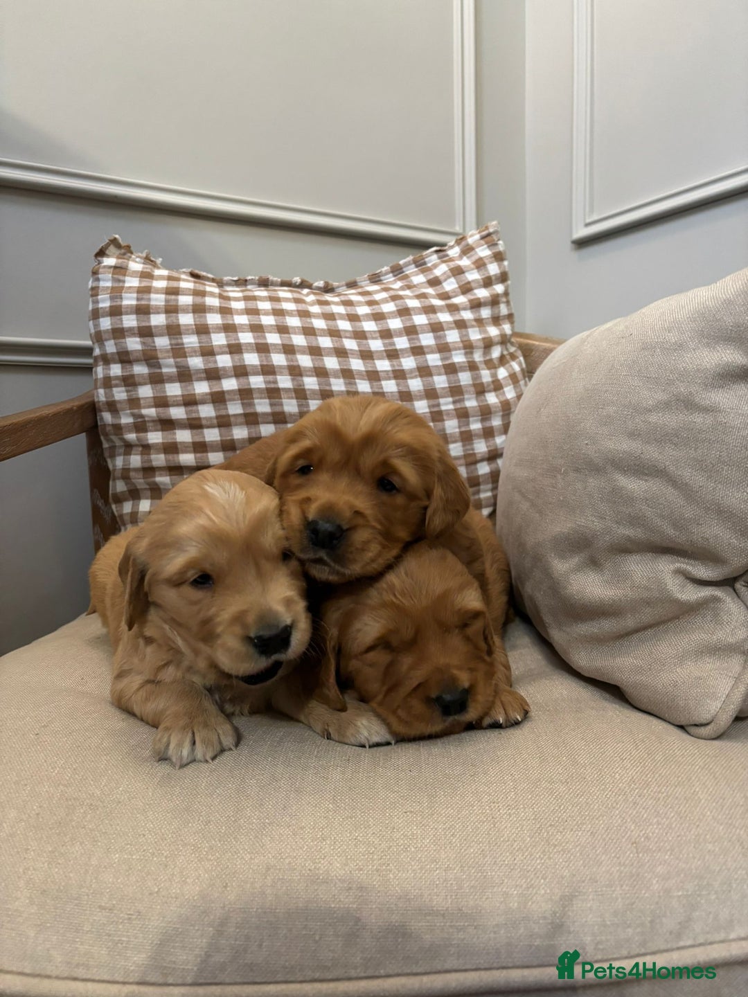Golden Retriever dogs for sale: Red Working Line Pedigree Golden Retriever Pups - Advert 3