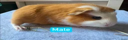 Guinea Pig rodents for sale: Single boars and baby guinea pigs - Advert 1