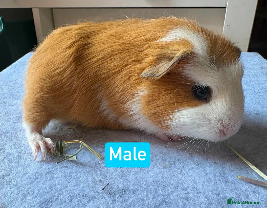 Guinea Pig rodents for sale: Single boars and baby guinea pigs - Advert 1