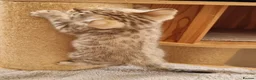 Bengal cats for sale: TICA Purebred rosetted Bengal Kittens - Advert 14