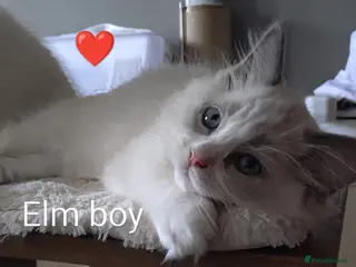 Ragdoll cats GCCF registered pedigree ragdoll kittens for sale - Advert 18
