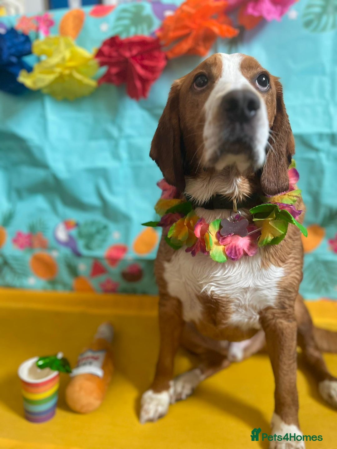 Bocker dogs for sale: Beautiful 6 year old Bocker - Advert 1