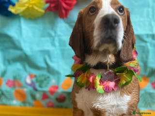 Bocker dogs Beautiful 6 year old Bocker - Advert 14