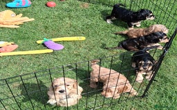 Mixed Breed dogs for sale: Miniature Labradoodle Pups for sale - Image 8