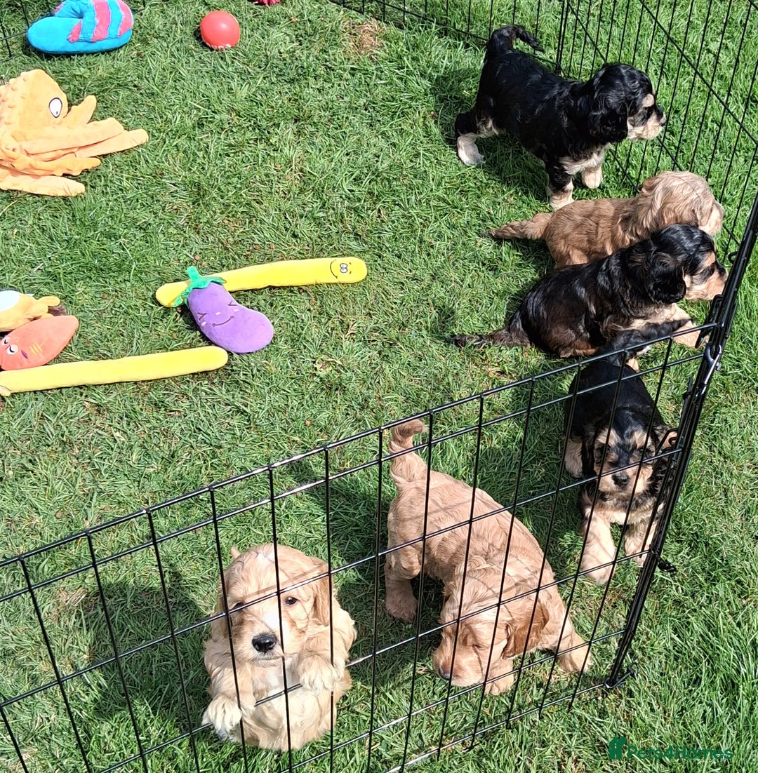 Mixed Breed dogs for sale: Miniature Labradoodle Pups for sale - Image 8