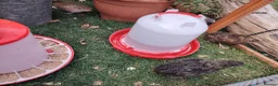Quail poultry for sale: Mixed Colour Male Coturnix Quails - Advert 11