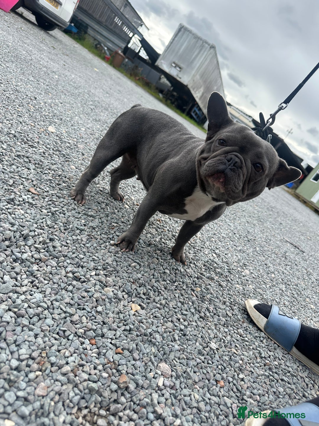 French Bulldog dogs for sale: French Bulldog  bitch for sale! - Image 4