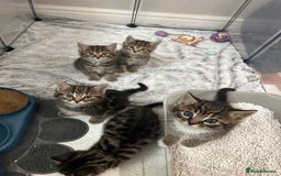 Domestic Shorthair cats for sale: Domestic short hair  - Image 12