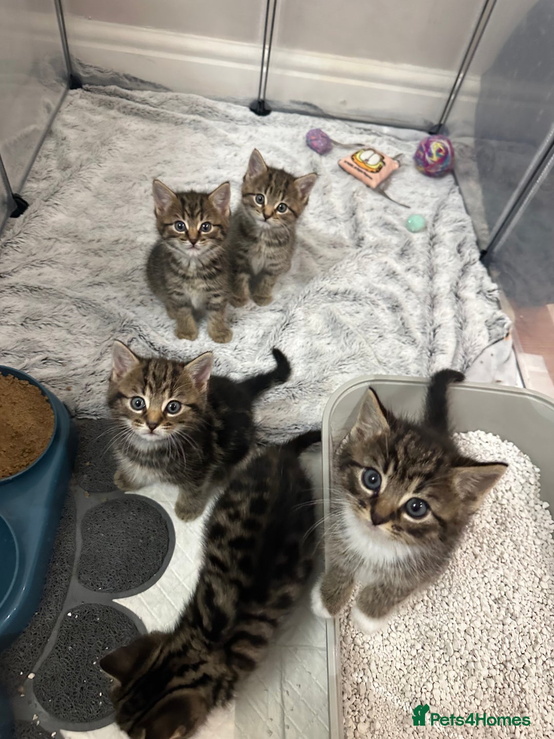 Domestic Shorthair cats for sale: Domestic short hair  - Image 12