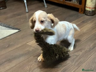 Cocker Spaniel dogs - Advert 18