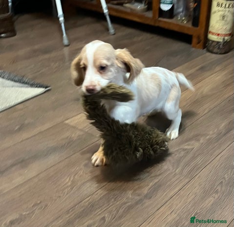 Cocker Spaniel dogs - Advert 13