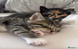 Mixed Breed cats for sale: Mixed Ragdoll / Tabby Adorable Kittens  - Image 3