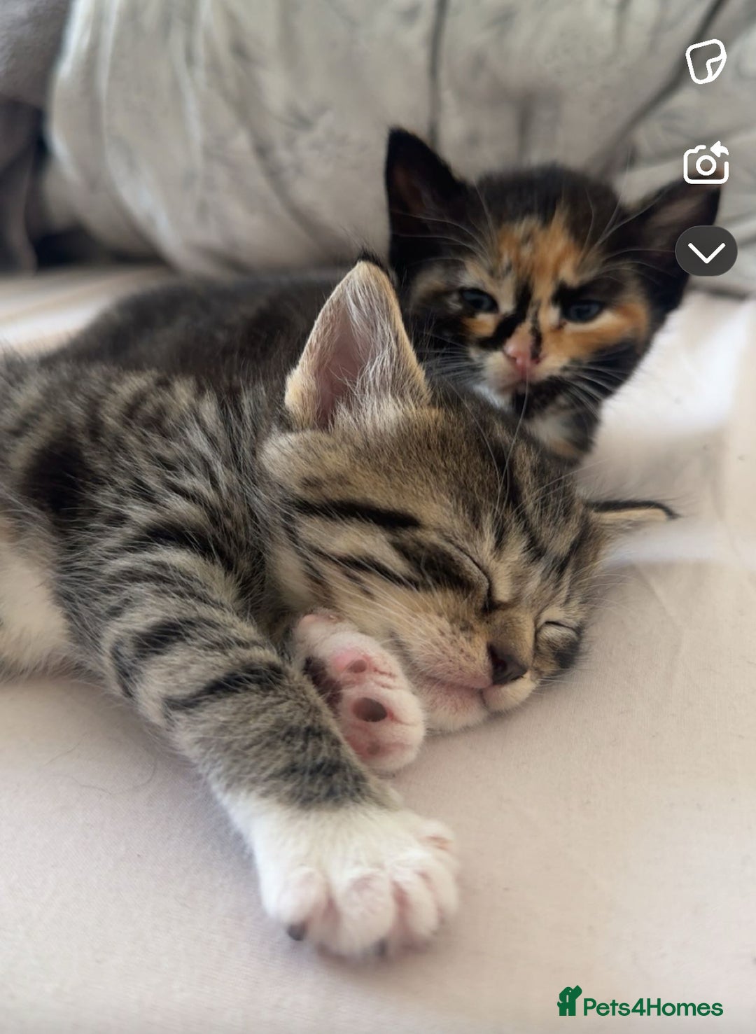 Mixed Breed cats for sale: Mixed Ragdoll / Tabby Adorable Kittens  - Image 3