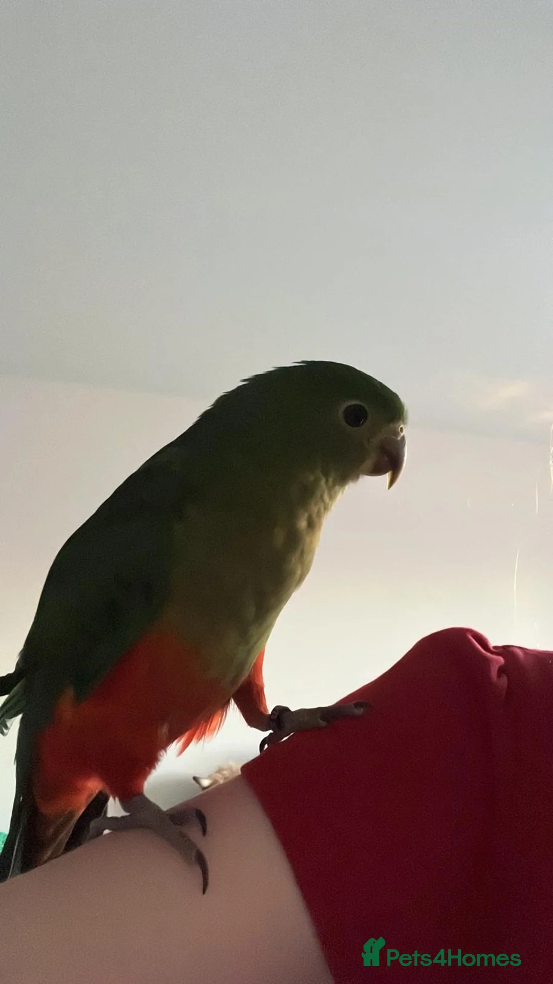 Parrots birds for sale:  Female Australian king parrot with set up - Advert 2