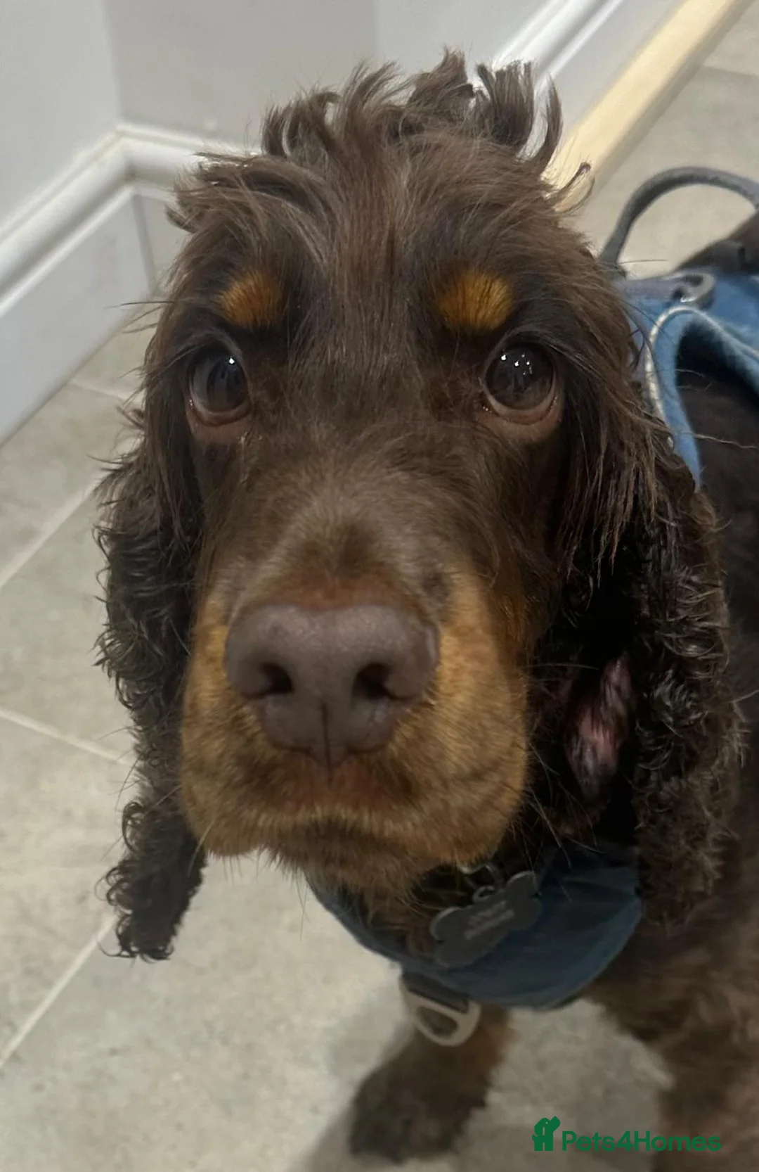 Cocker Spaniel dogs for adoption: Master - Spaniel Available for Adoption in Bridgwater - Advert 2