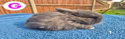 Mini Lop rabbits for sale: 3 x litters of gorgeous mini lop babies - Advert 15