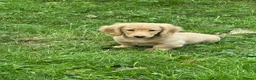 Miniature Dachshund dogs for sale: Miniature dachshund pups dna health tested  - Advert 7