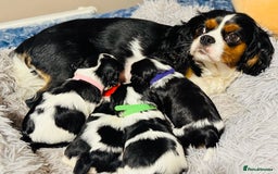 Cavalier King Charles Spaniel dogs for sale: 🐶 Beautiful Cavalier King Charles Puppies - Image 18