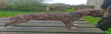 Lurcher Puppy 2