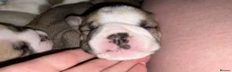 English Bulldog dogs for sale: Ms Osbourne  - Advert 3