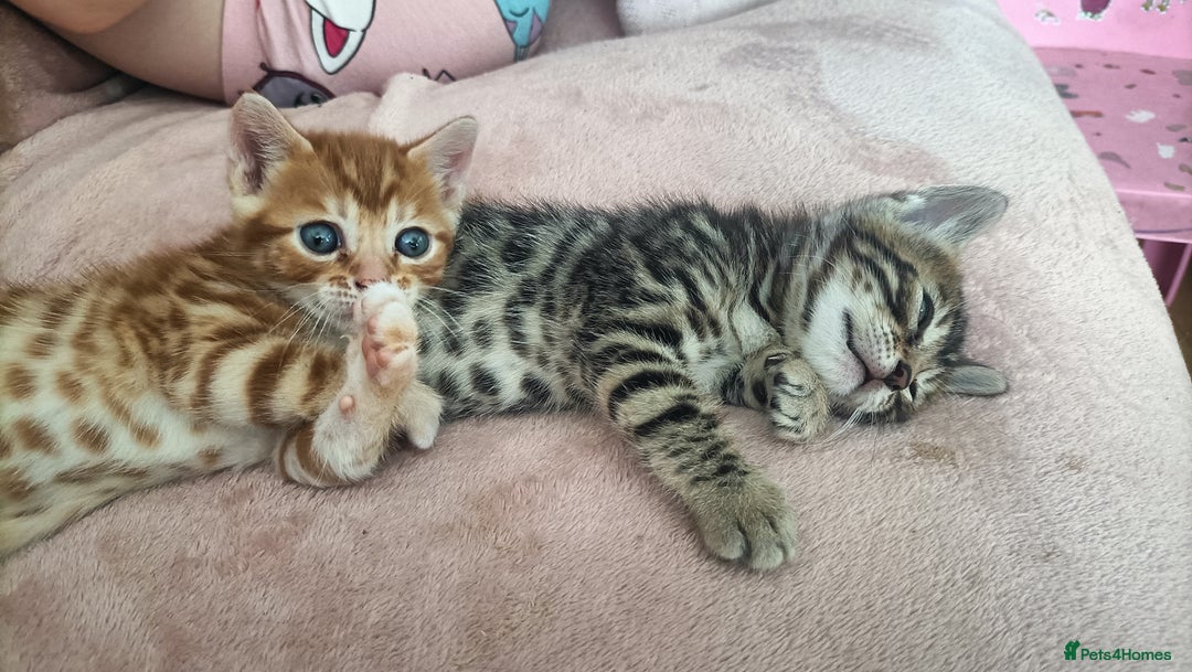 Bengal cats for sale: Bengal girl kitten  - Image 6