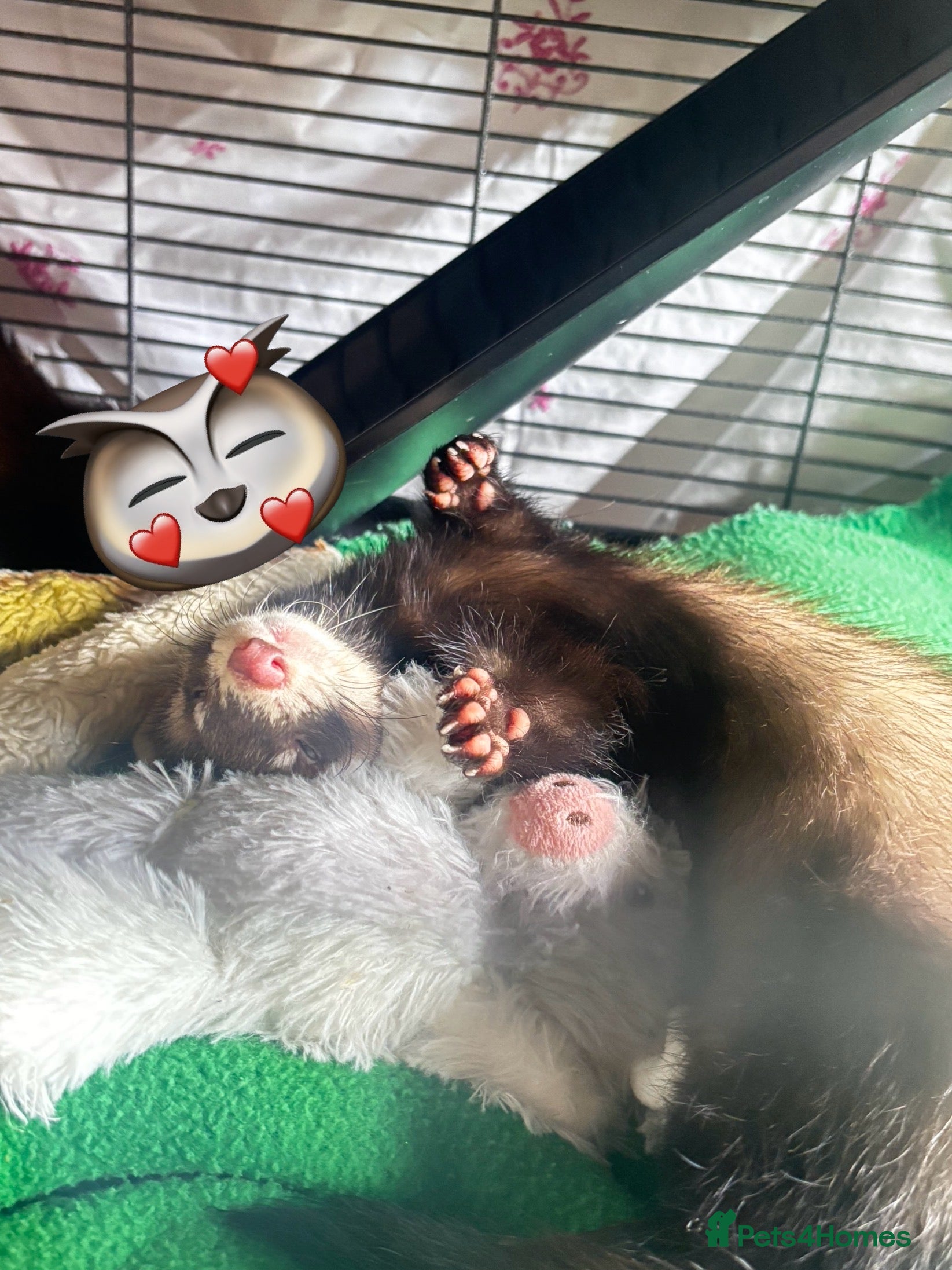 Ferret rodents Two male ferrets + cage etc - Advert 1