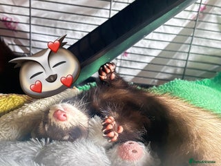 Ferret rodents Two male ferrets + cage etc - Advert 1