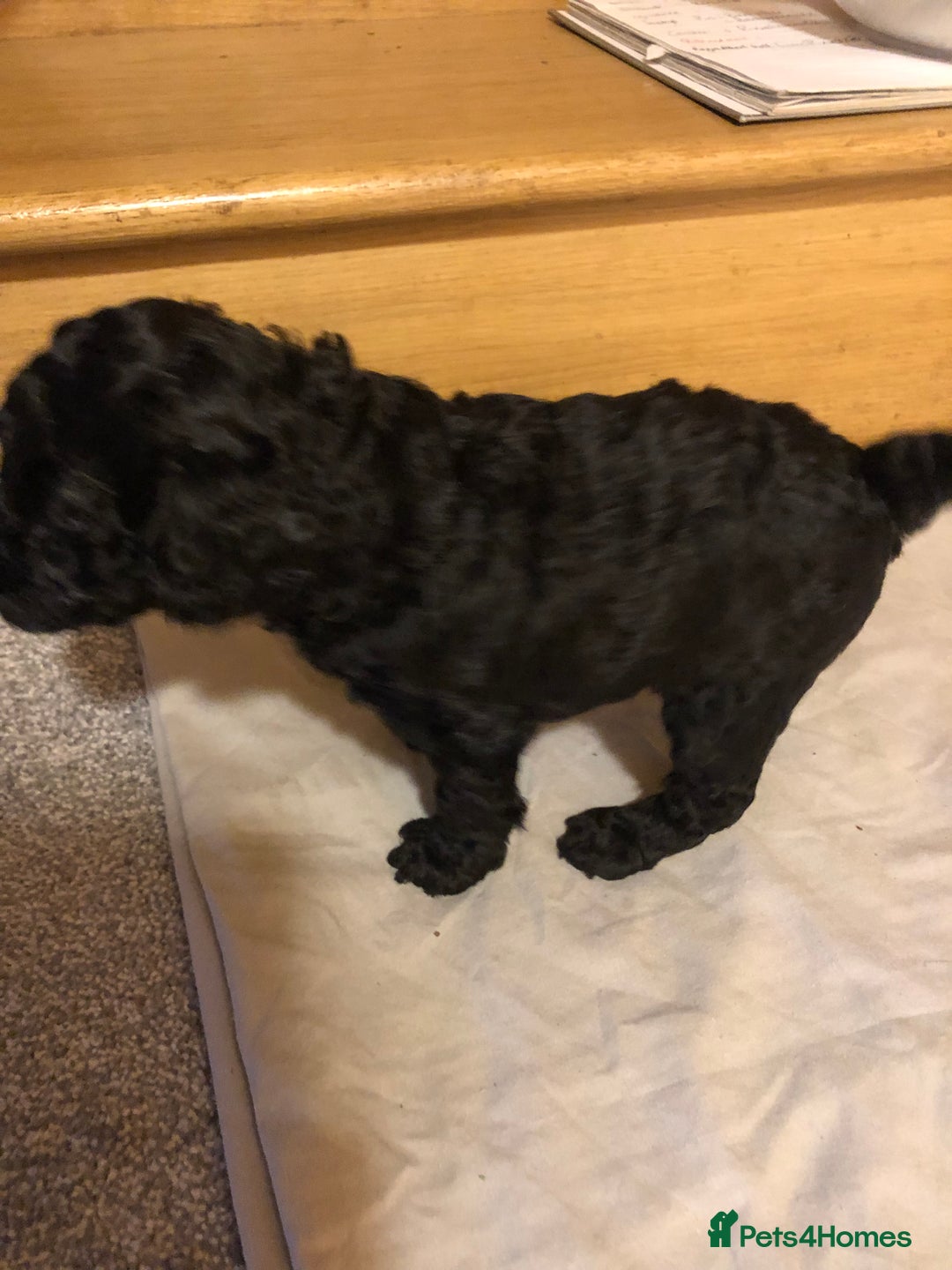 Cockapoo dogs for sale: Cockapoo puppies  - Advert 11