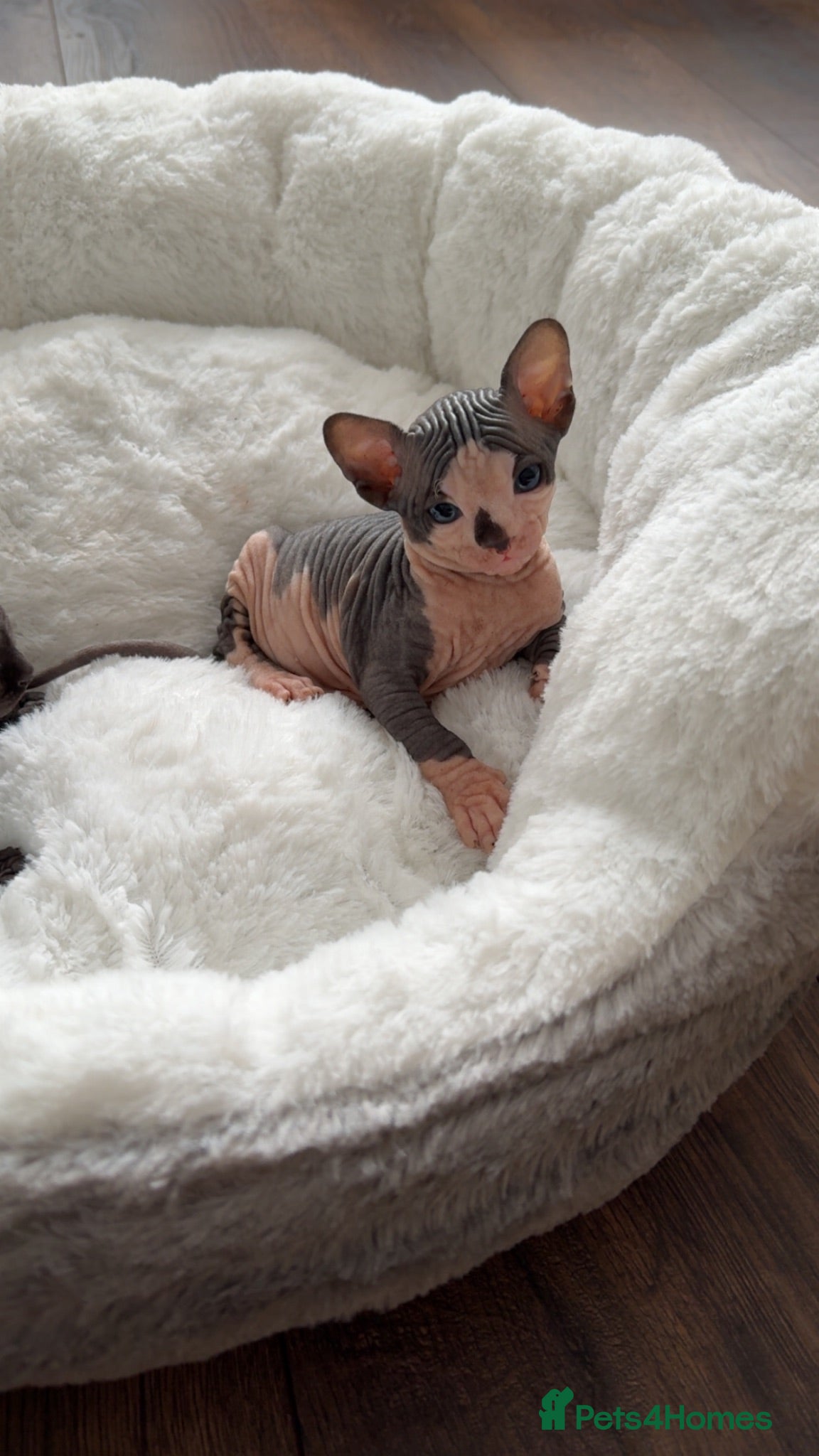Sphynx cats ** 2 Left ** Sphynx Babies - Advert 1