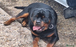 Rottweiler dogs for sale: Kc rottweiler puppies  - Image 22
