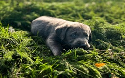 Labrador Retriever dogs for sale: 🐾Meet our adorable silver & charcoal lab pupps🐾  - Image 9