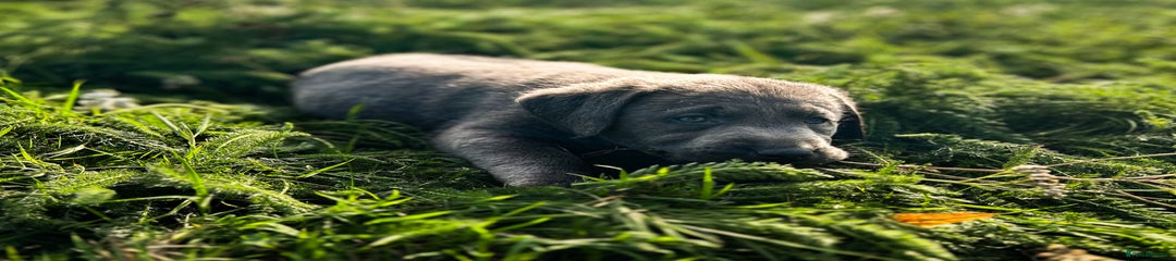 Labrador Retriever Puppy 1