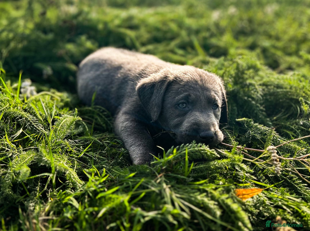 Labrador Retriever dogs for sale: 🐾Meet our adorable silver & charcoal lab pupps🐾  - Image 9