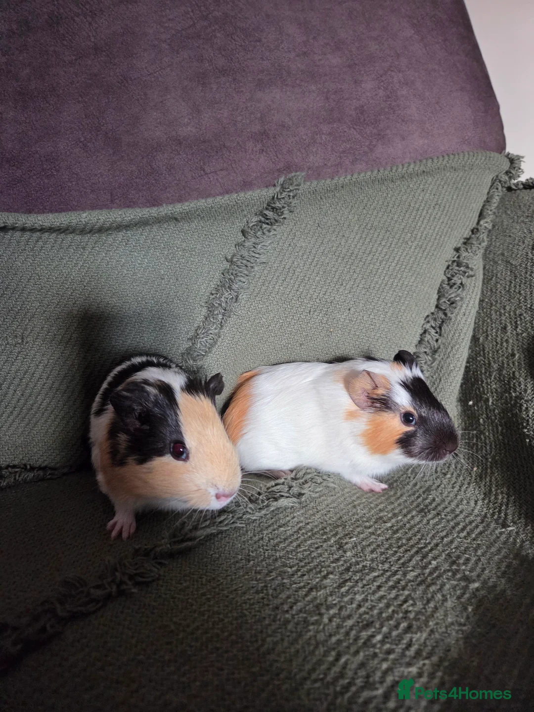 Guinea Pig rodents for sale: Gorgeous bonded brothers - Advert 2