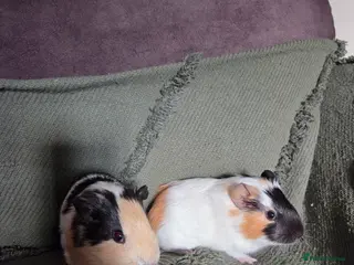 Guinea Pig rodents Gorgeous bonded brothers - Advert 1