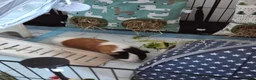 Guinea Pig rodents for sale: Guinea pigs and set up for sale  in Berkeley - Advert 7