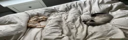 Mixed Breed cats for sale: Two kittens looking for their forever families  in Glasgow - Advert 5
