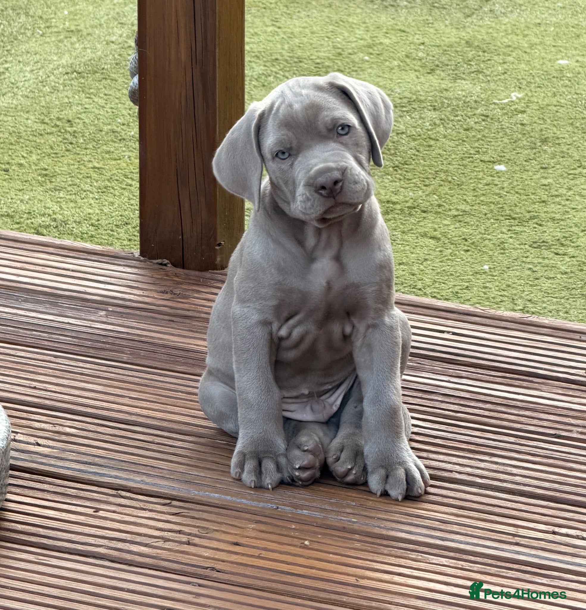 Mixed Breed dogs Beautiful Bullmaraner Puppies x 5  - Advert 1