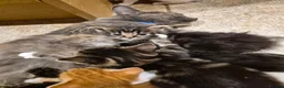 Mixed Breed cats for sale: Kittens, kittens, kittens!!!!!! - Advert 27