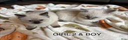Ragdoll cats for sale: Beautiful Ragdoll Kittens for sale (REDUCED) - Advert 3