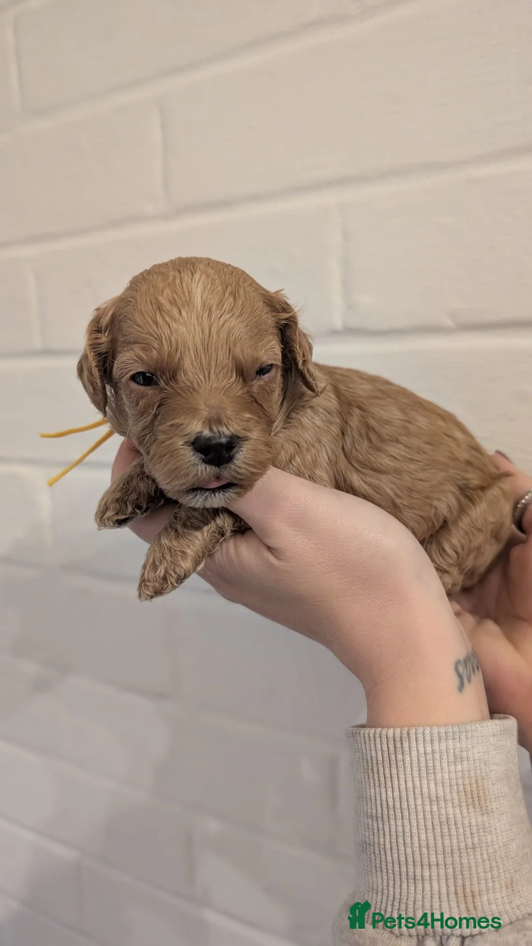 Cockapoo dogs for sale: Cockapoo puppies - Advert 10