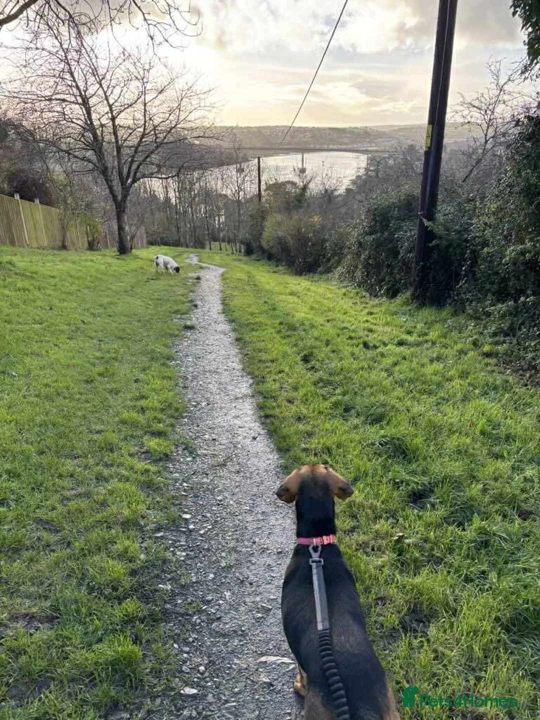 Mixed Breed dogs for adoption: Bonnie is a beautiful 4.5 year old Jura - Advert 9