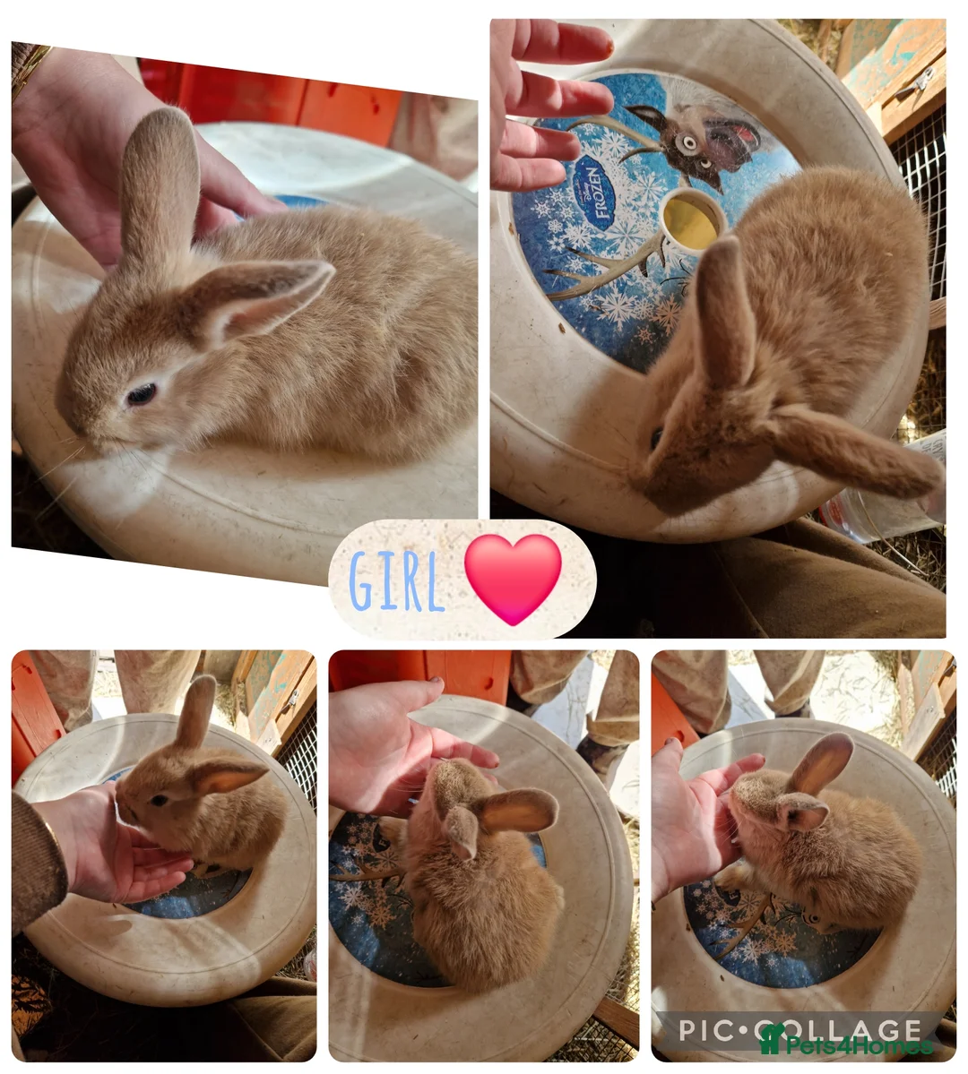 Mini Lion Lop rabbits for sale: 3 beautiful litter of mini lion lop x lionhead  - Advert 2