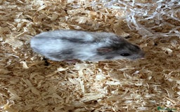 Hamster rodents for sale: Dwarf hamster - Image 1